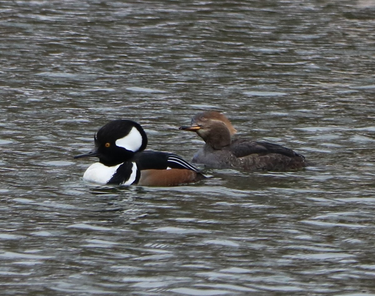 Hooded Merganser - ML614605738