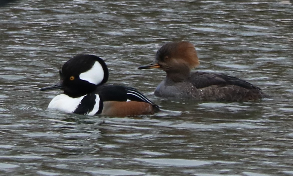 Hooded Merganser - ML614605739