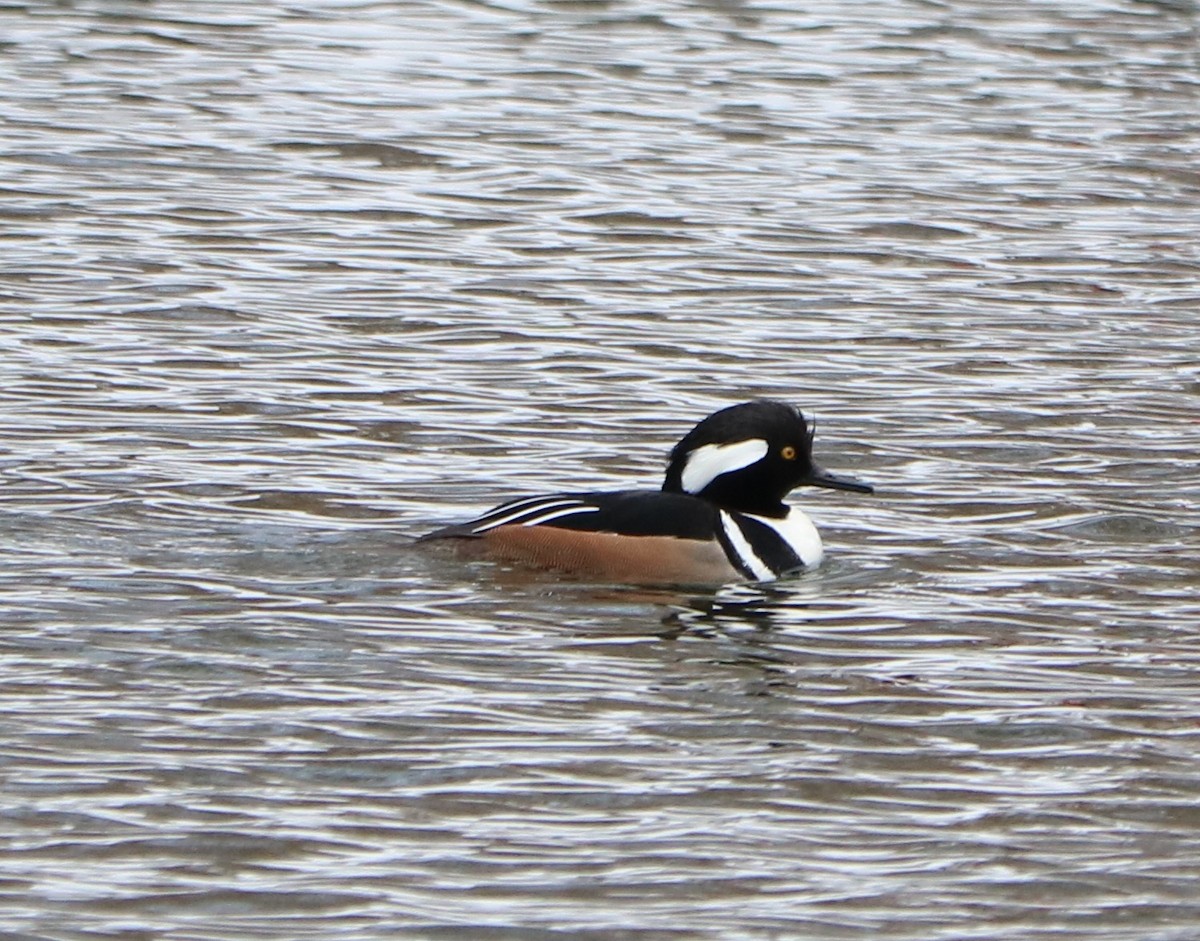 Hooded Merganser - ML614605740