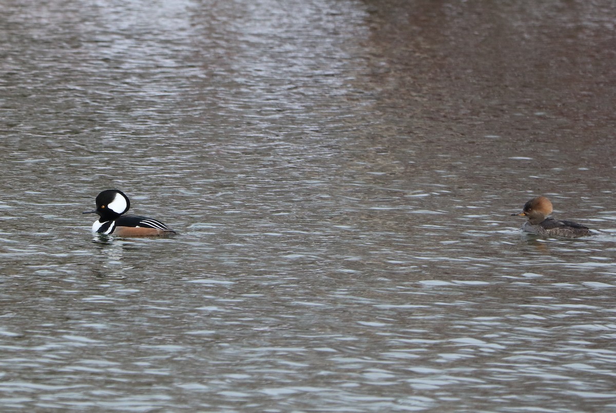 Hooded Merganser - ML614605741