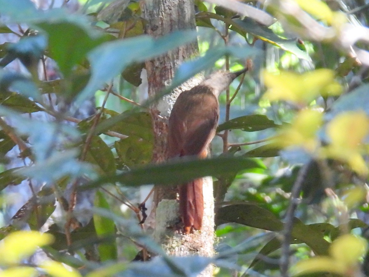 Lesser Woodcreeper - bob butler