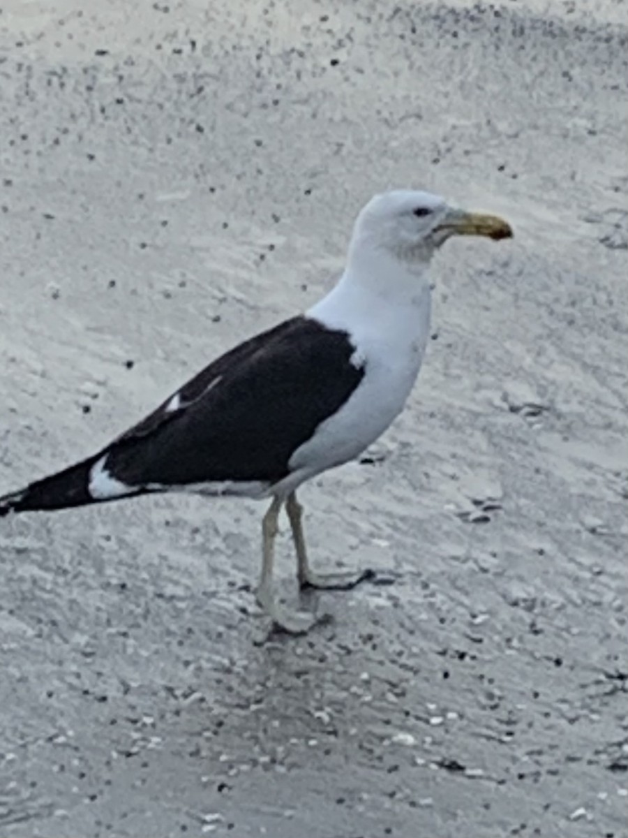 Kelp Gull - ML614605746