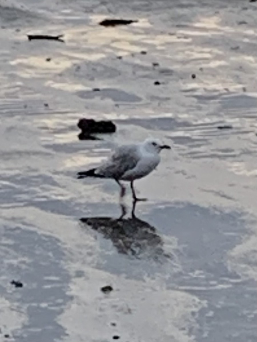 Silver Gull - ML614605753
