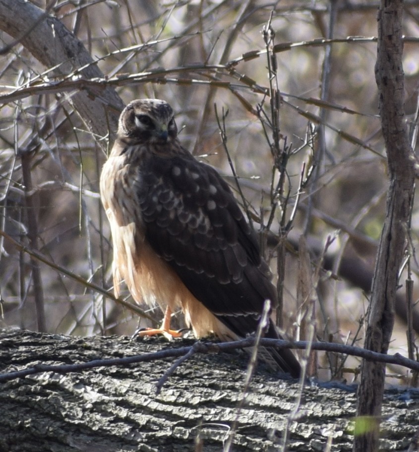 Northern Harrier - ML614605778