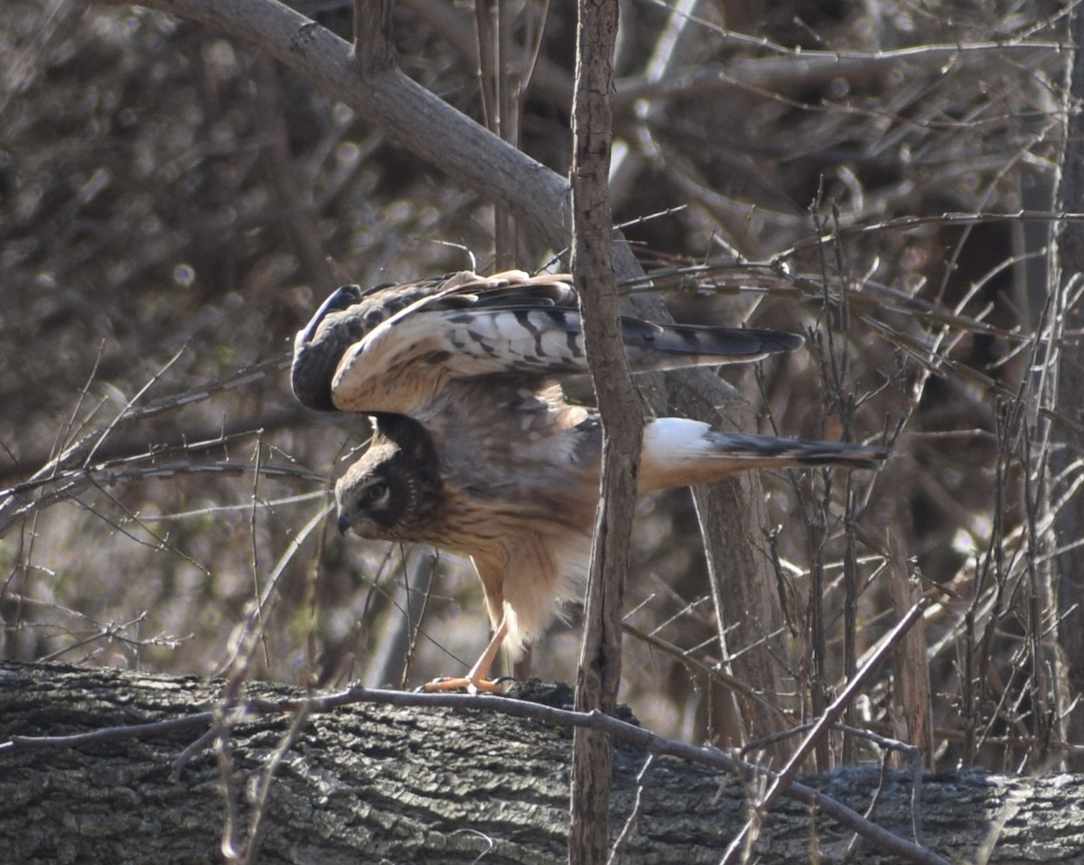 Northern Harrier - ML614605779