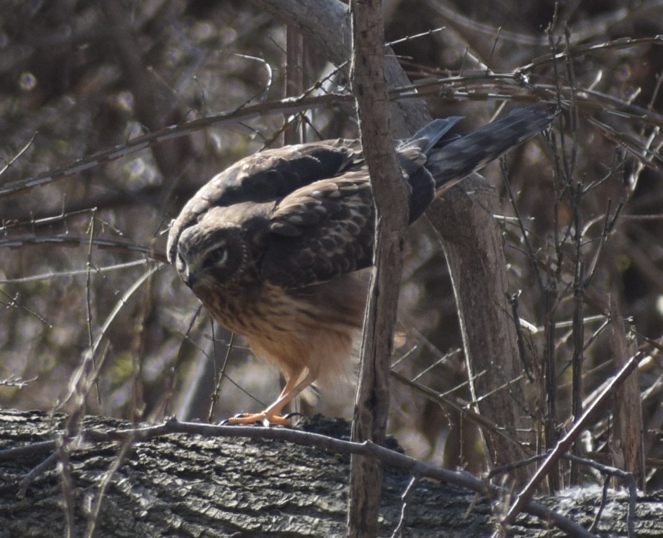 Northern Harrier - ML614605781