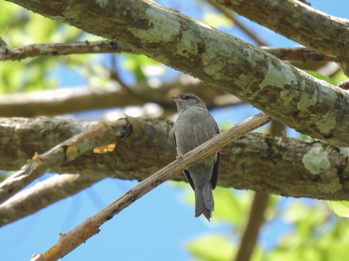 Pink-legged Graveteiro - ML614605805