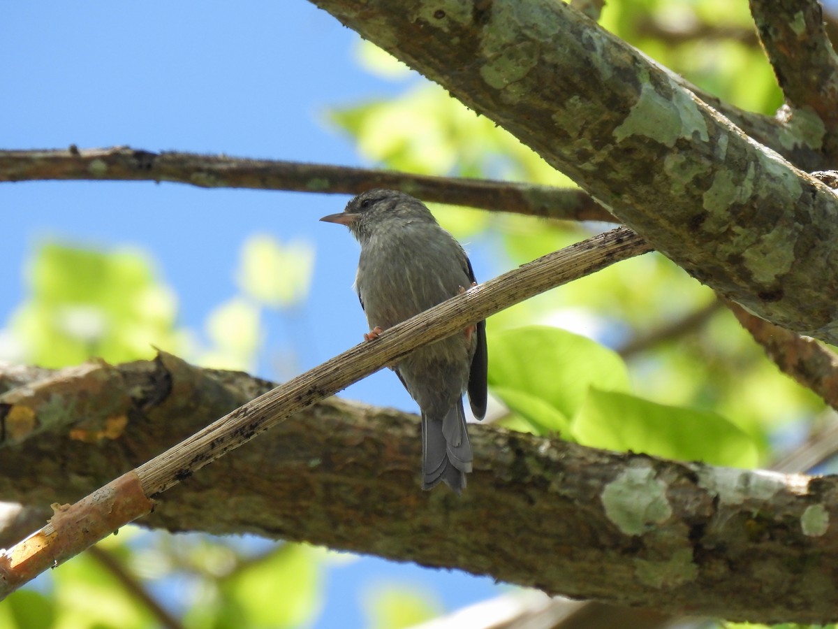 Pink-legged Graveteiro - Arthur Gomes