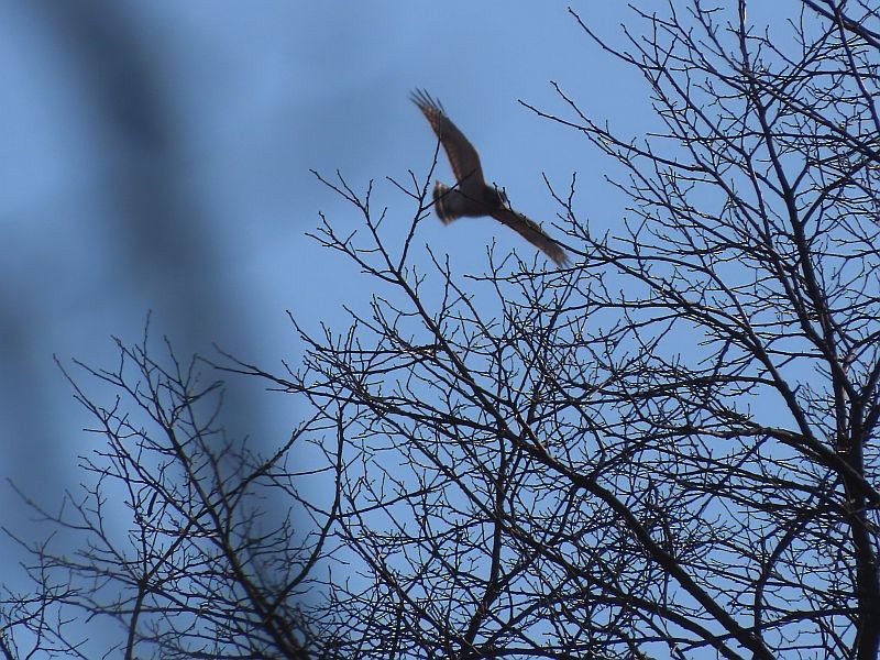 Red-shouldered Hawk - ML614605808