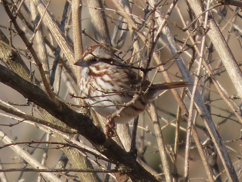 Song Sparrow - ML614605835