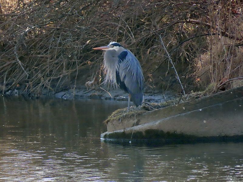 Great Blue Heron - ML614605844