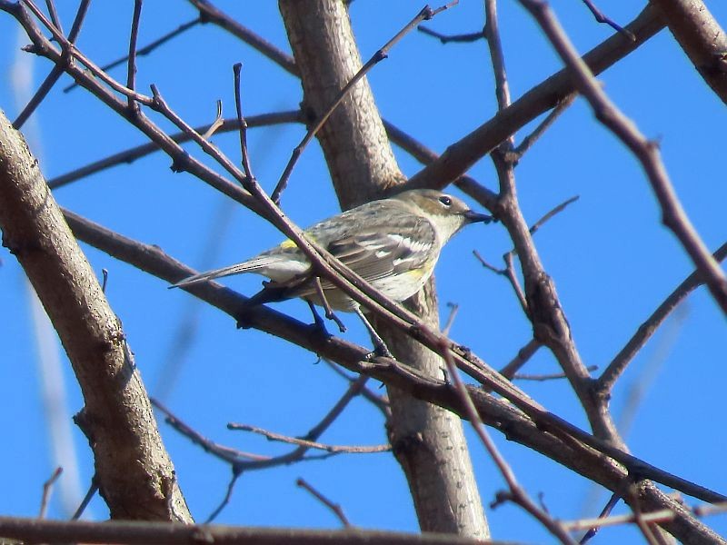 Yellow-rumped Warbler - ML614605849