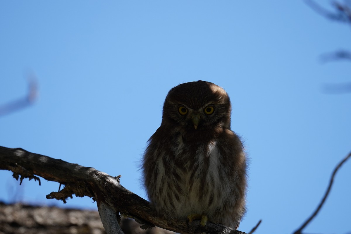 Austral Pygmy-Owl - ML614605853