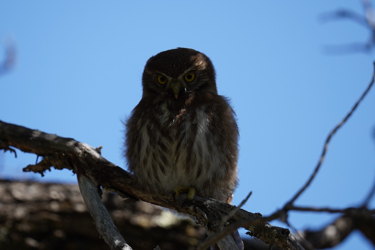 Austral Pygmy-Owl - ML614605867