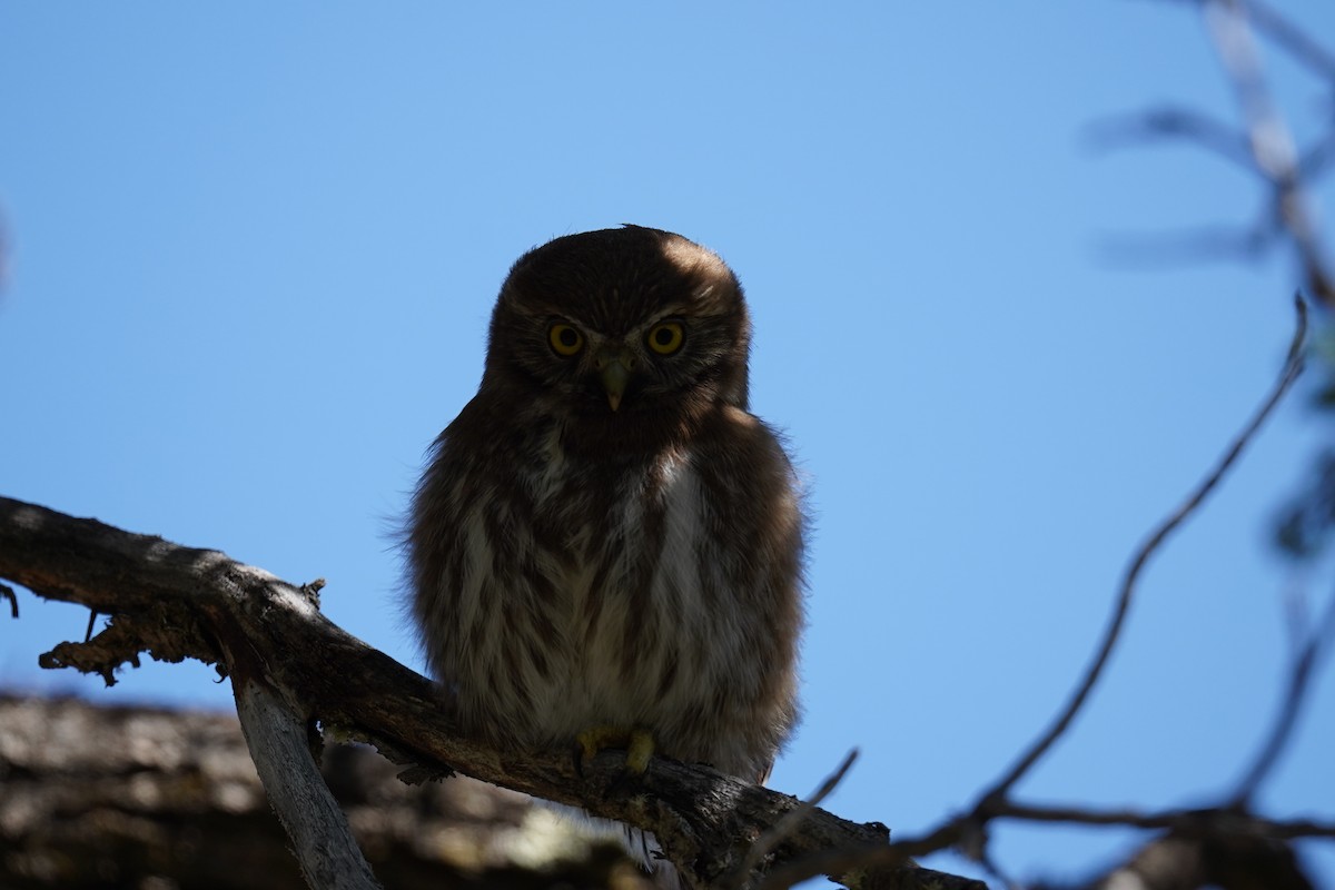 Austral Pygmy-Owl - ML614605868
