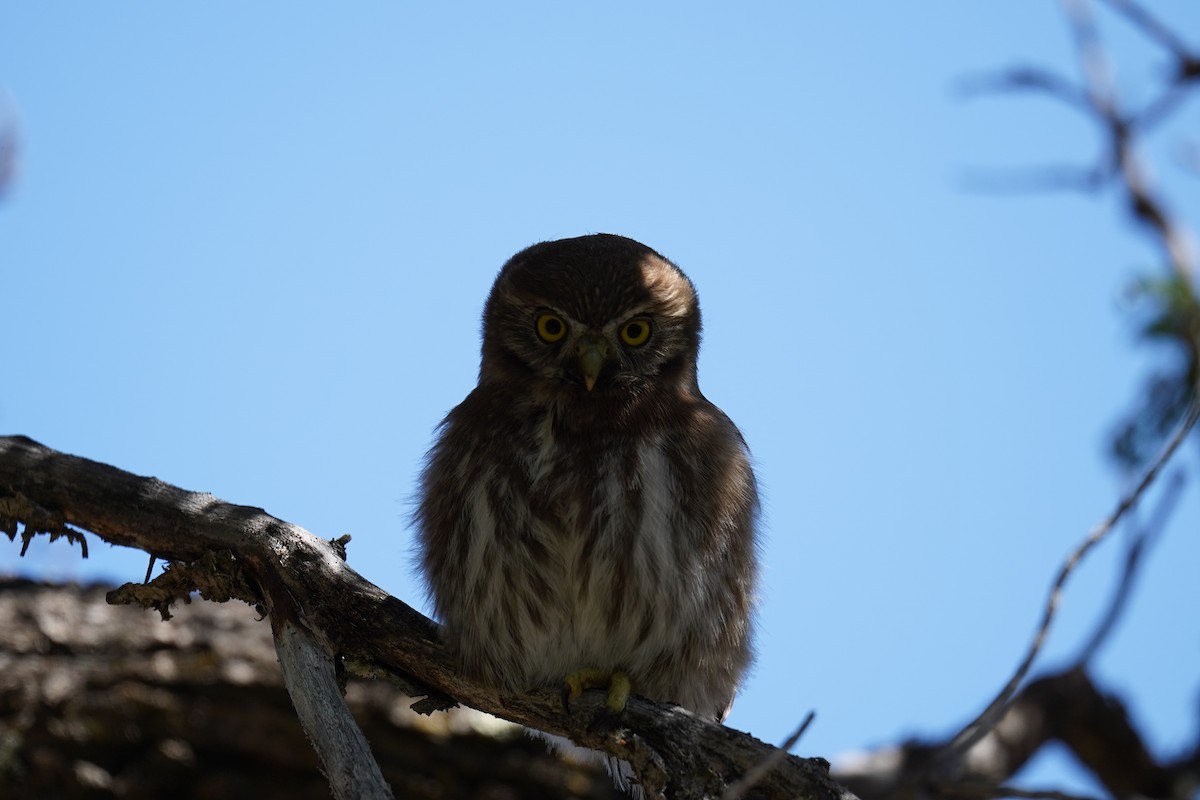 Austral Pygmy-Owl - ML614605869