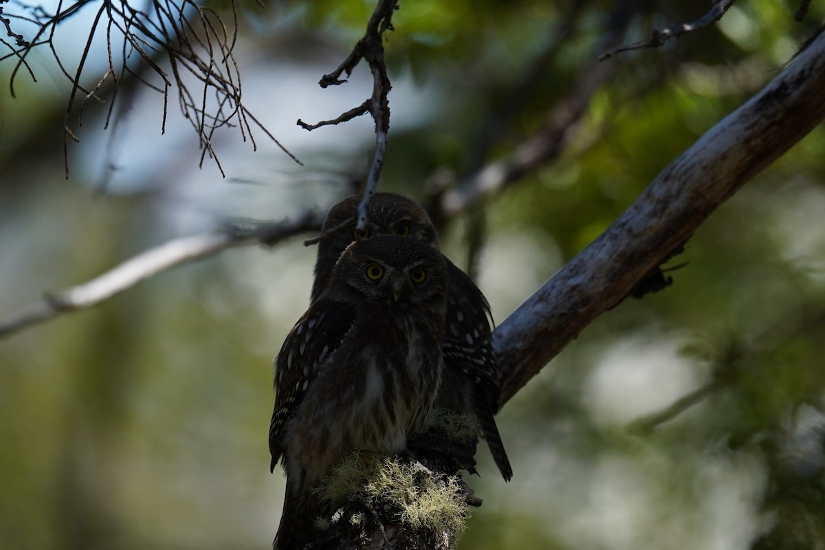 Austral Pygmy-Owl - ML614605877