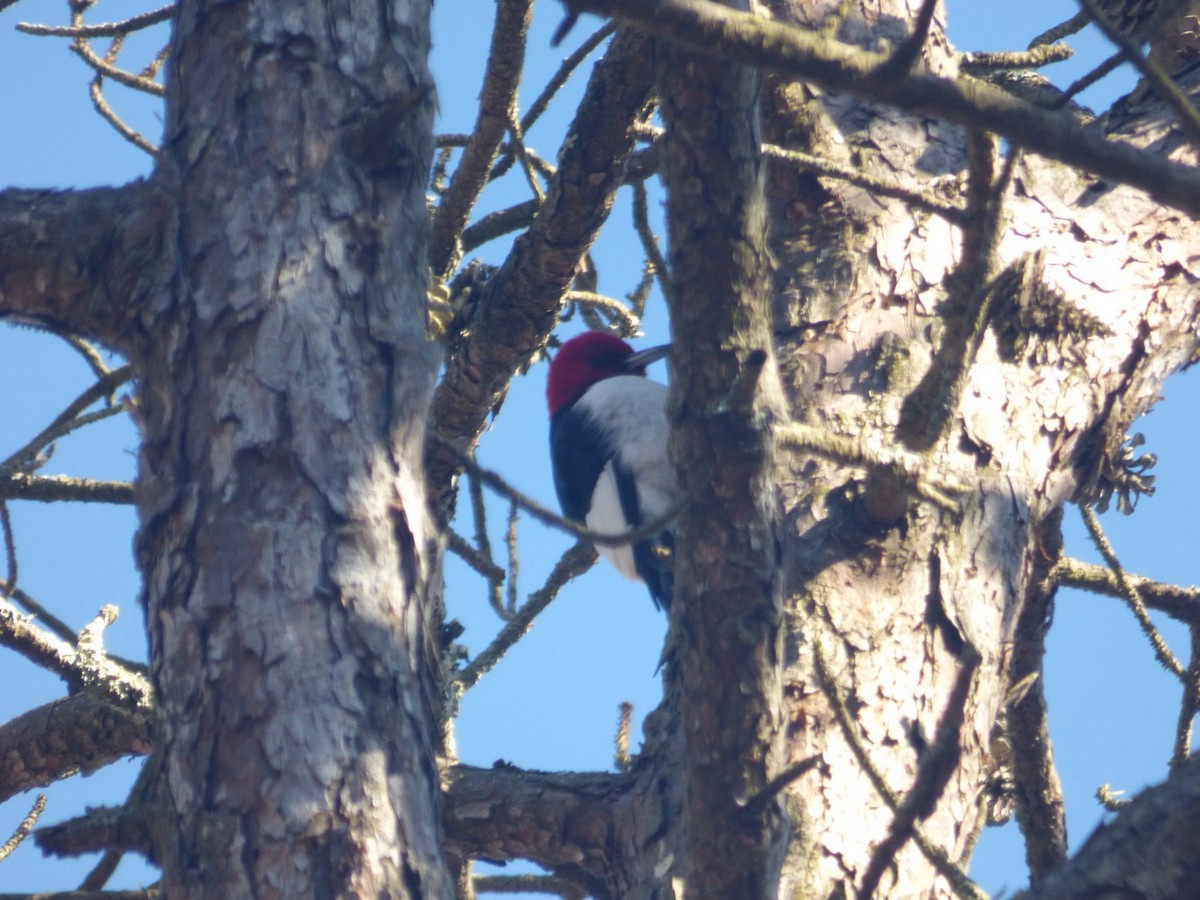 Red-headed Woodpecker - ML614605886