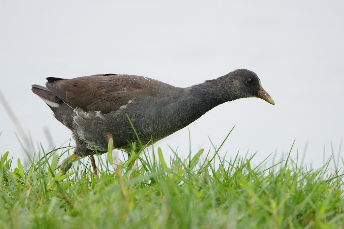 Common Gallinule - Leslie Holzmann