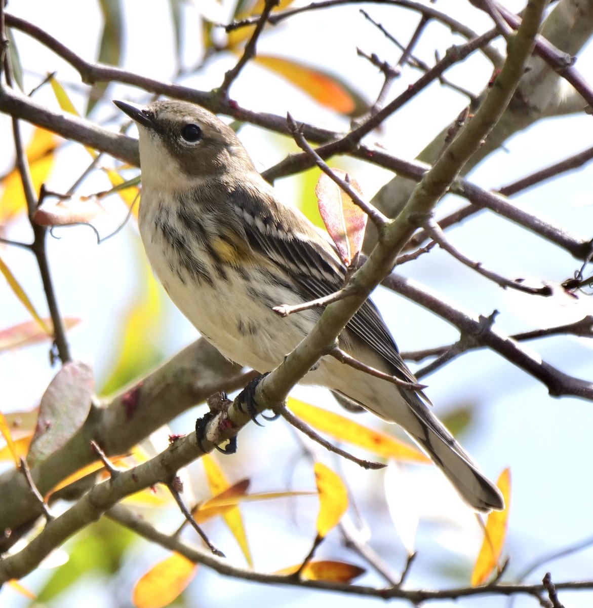 Yellow-rumped Warbler - ML614605938