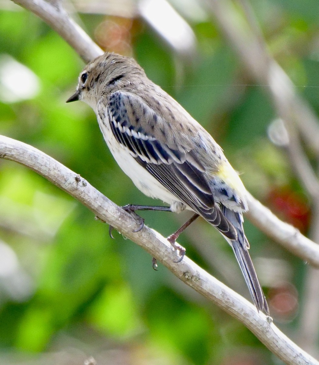 Yellow-rumped Warbler - ML614605939
