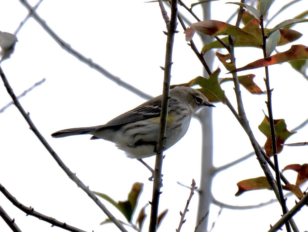 Yellow-rumped Warbler - ML614605952