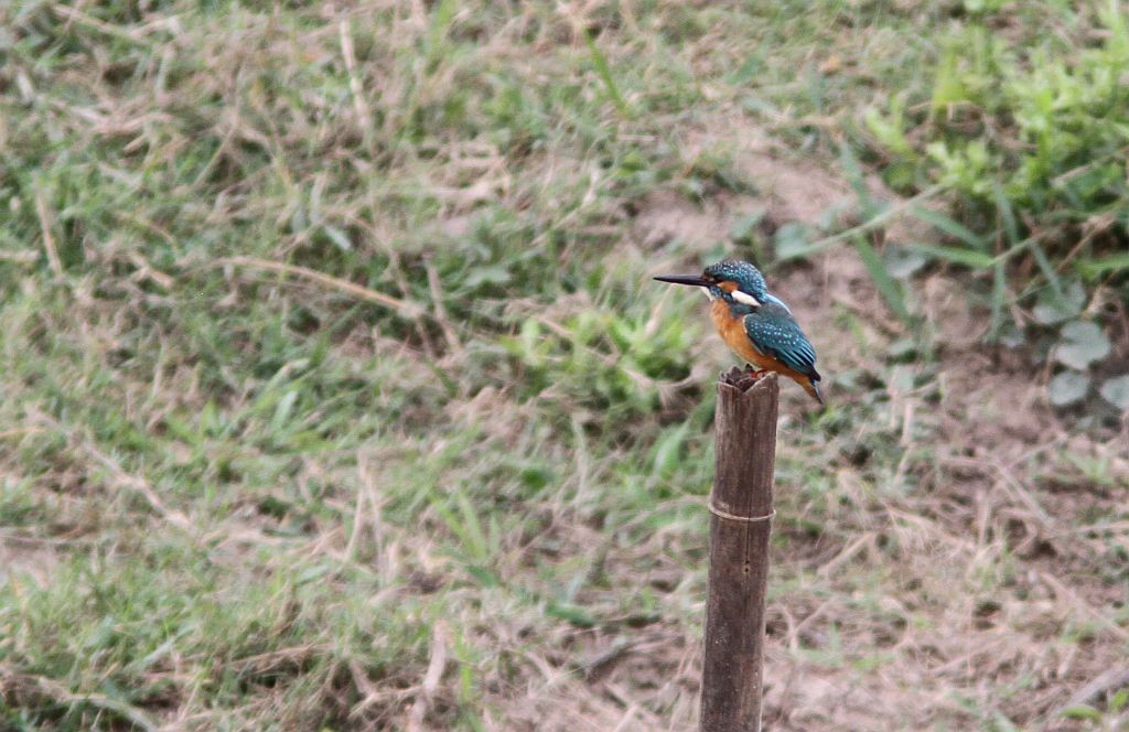 Common Kingfisher - ML614605965