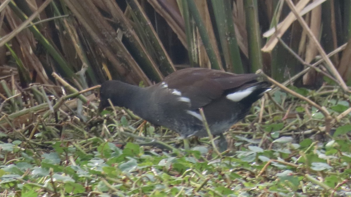 Common Gallinule - ML614605973