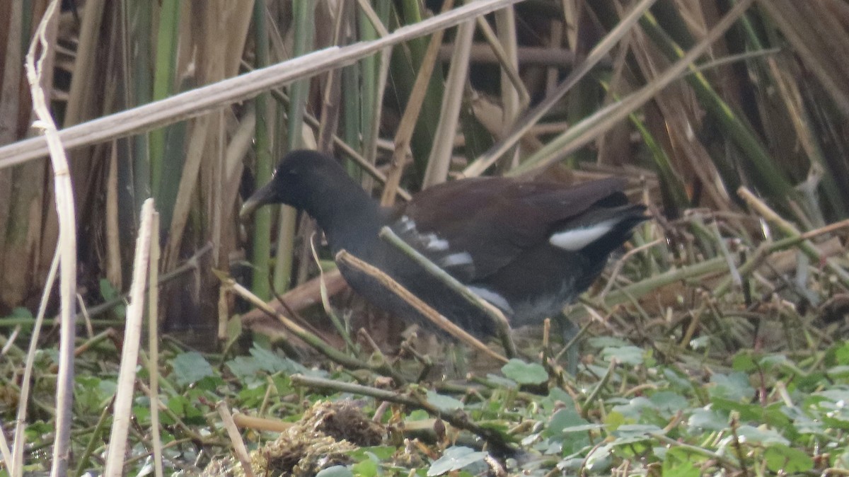 Common Gallinule - Susan Talburt