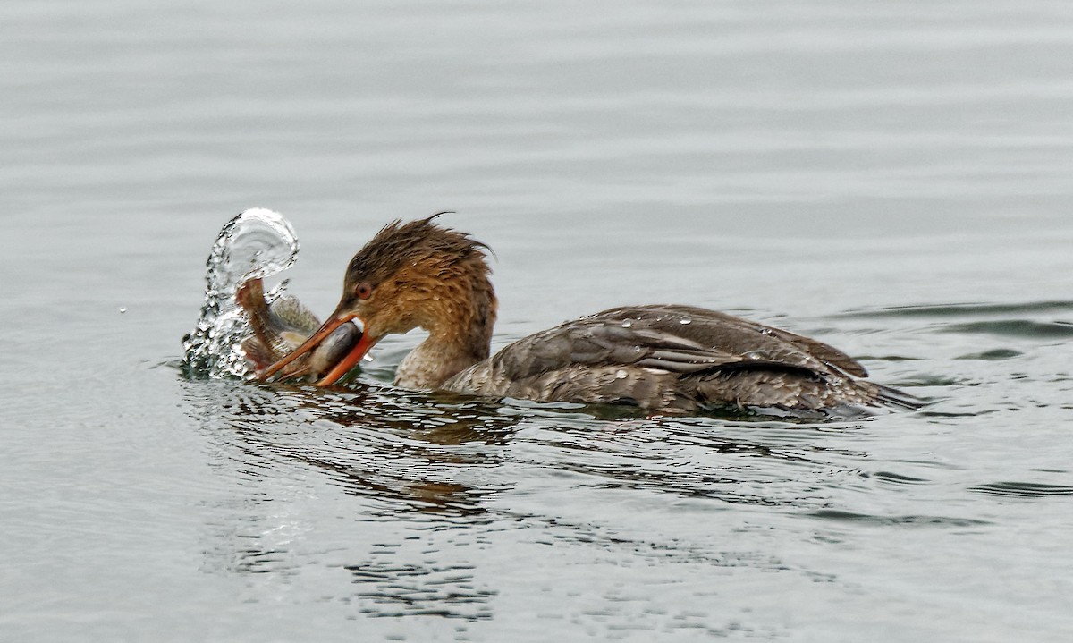 Red-breasted Merganser - ML614605978