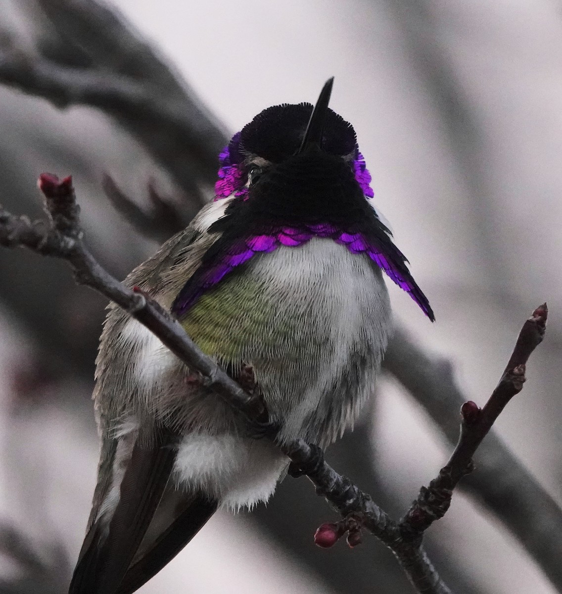 Costa's Hummingbird - ML614606024