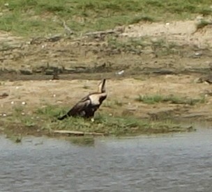 Oriental Darter - ML614606046