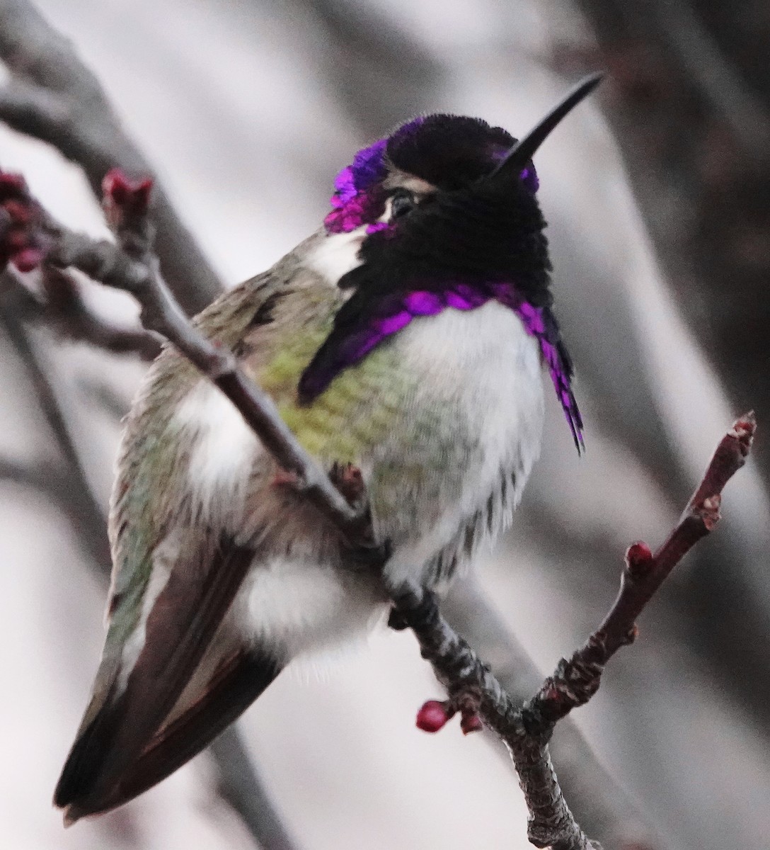 Costa's Hummingbird - ML614606048