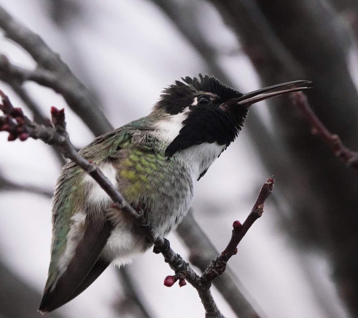 Costa's Hummingbird - Cheryl Carlile