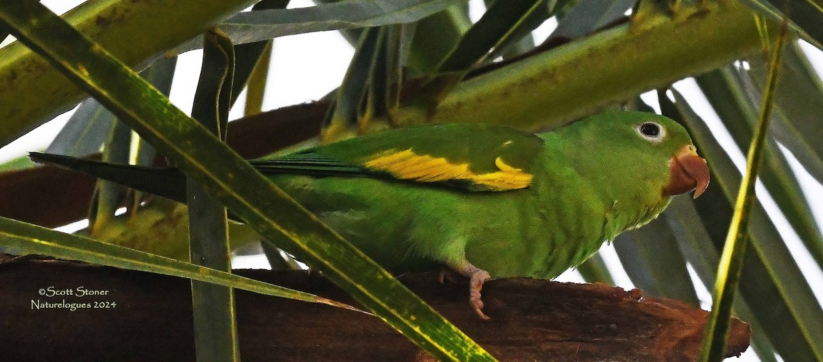 chiririparakitt - ML614606067