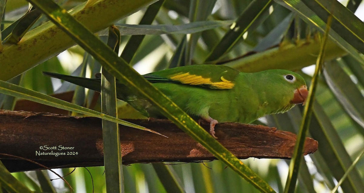chiririparakitt - ML614606068