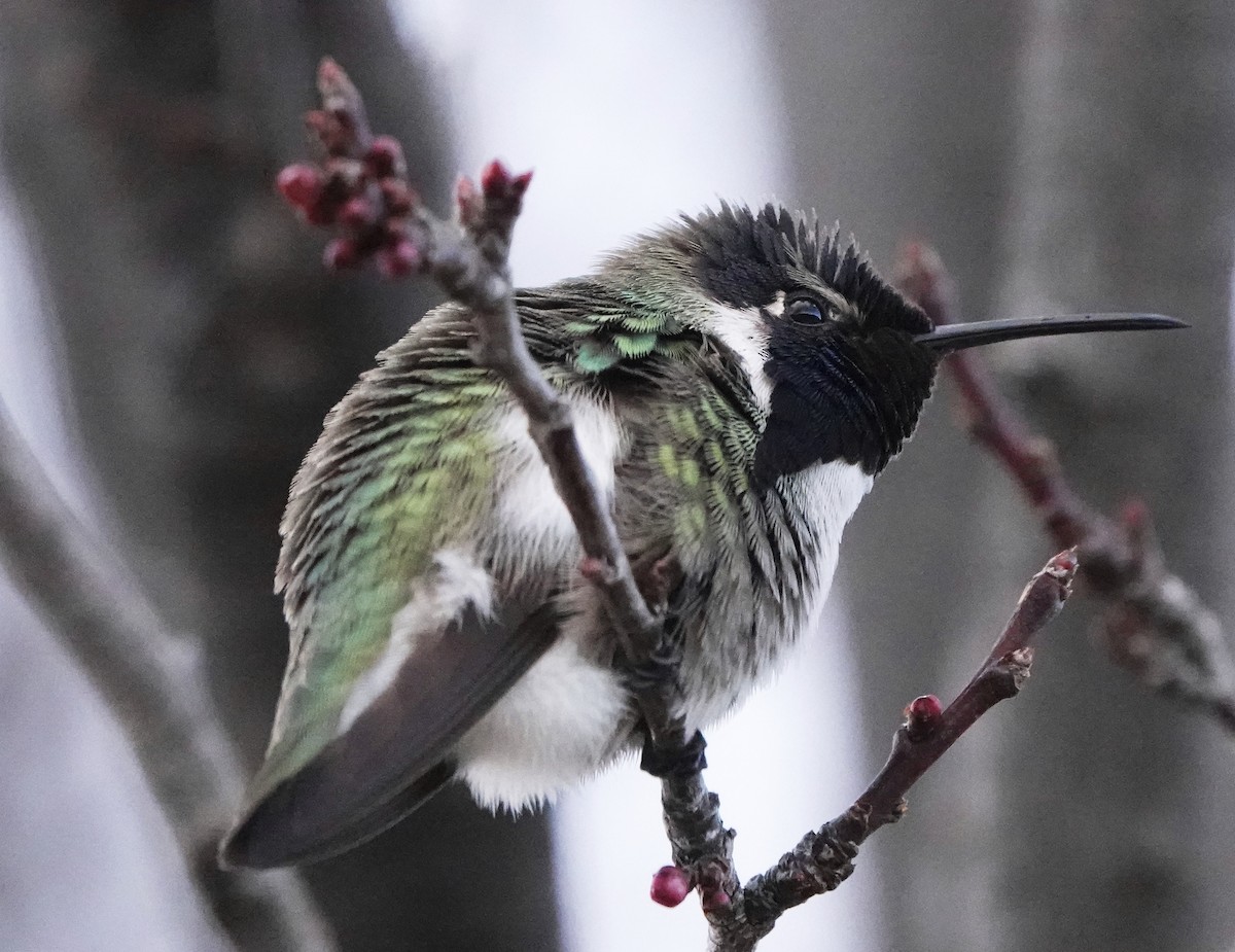 Costa's Hummingbird - ML614606081