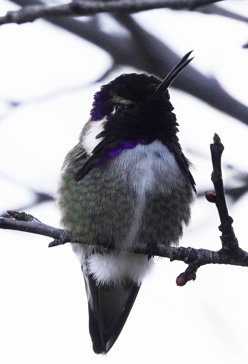 Costa's Hummingbird - ML614606091