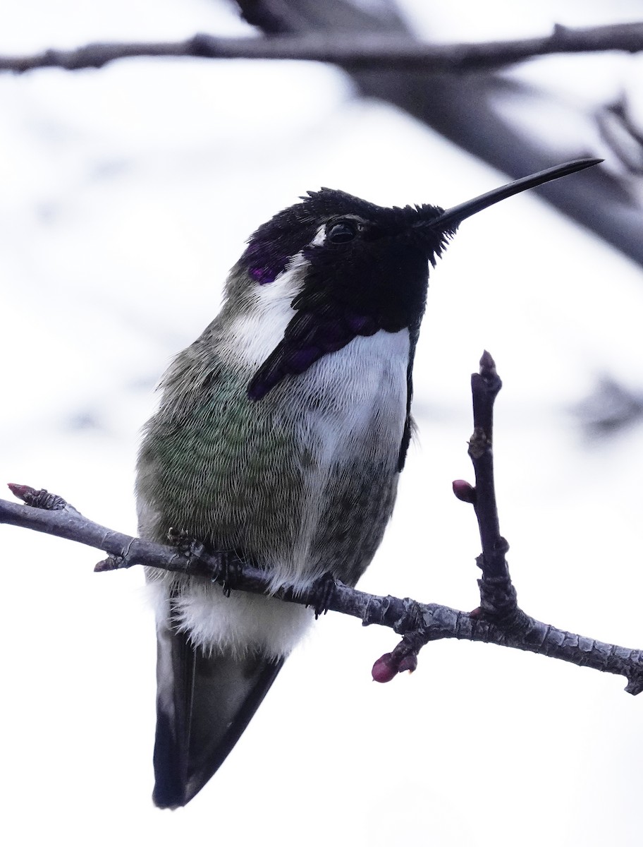 Costa's Hummingbird - ML614606097