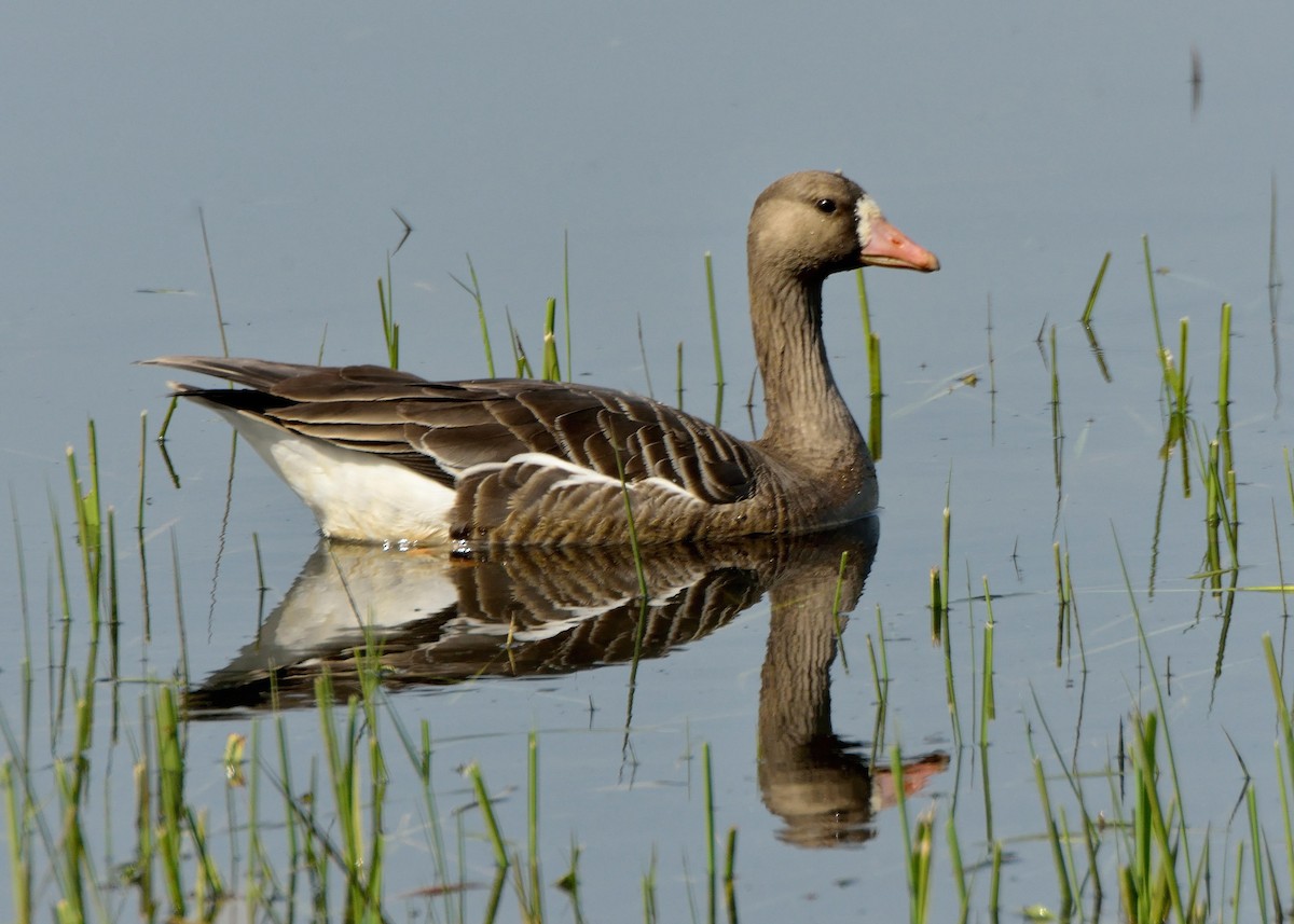 Greater White-fronted Goose - ML614606103