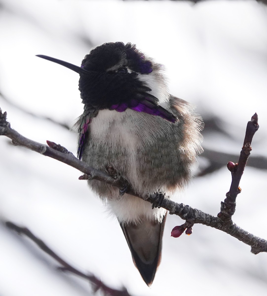 Costa's Hummingbird - Cheryl Carlile