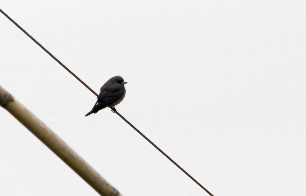 Ashy Woodswallow - ML614606196