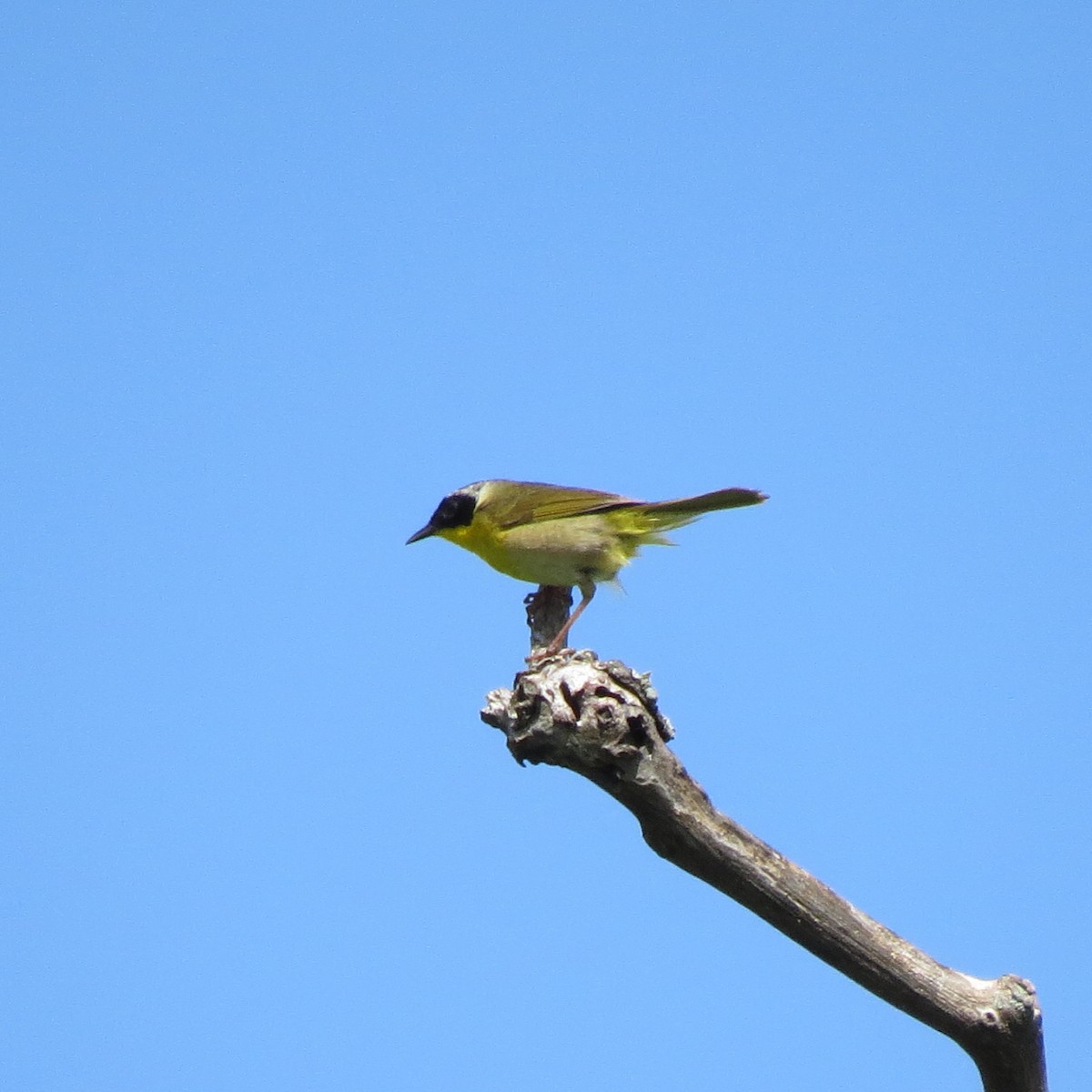 Common Yellowthroat - ML61460621