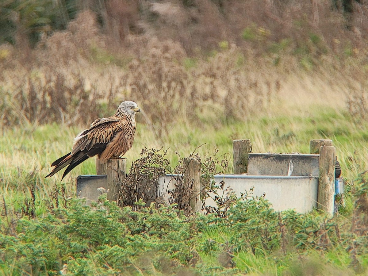 Red Kite - ML614606237