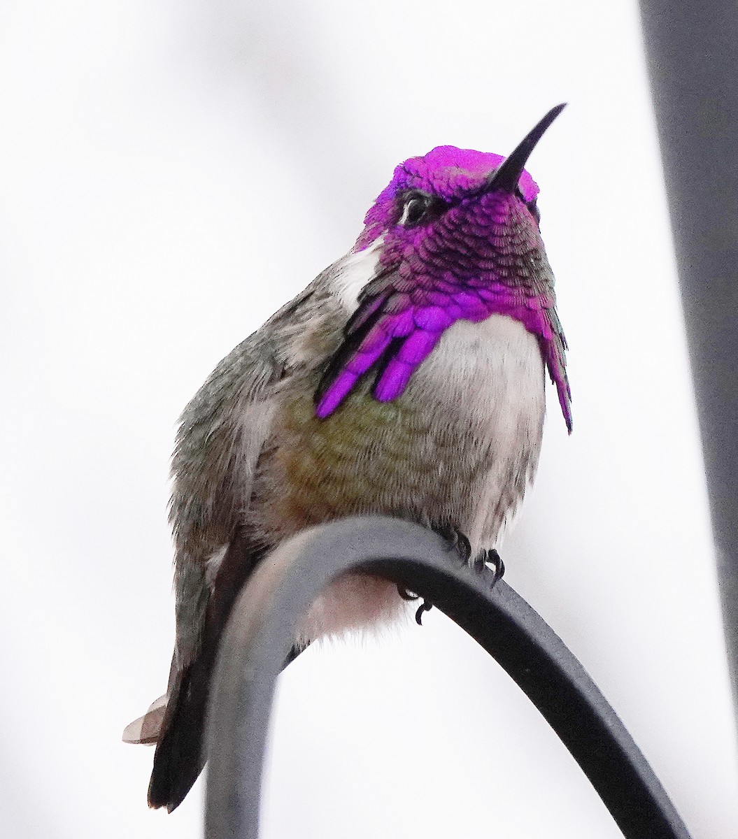 Costa's Hummingbird - ML614606246