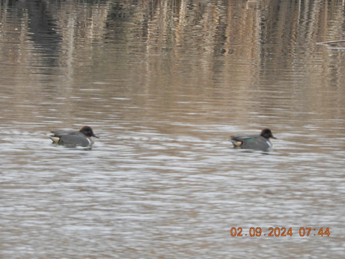 Green-winged Teal - ML614606332