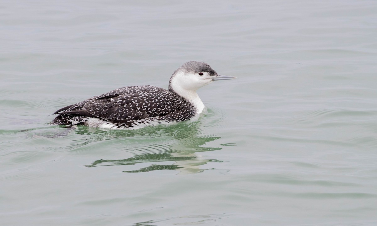 Red-throated Loon - ML614606402