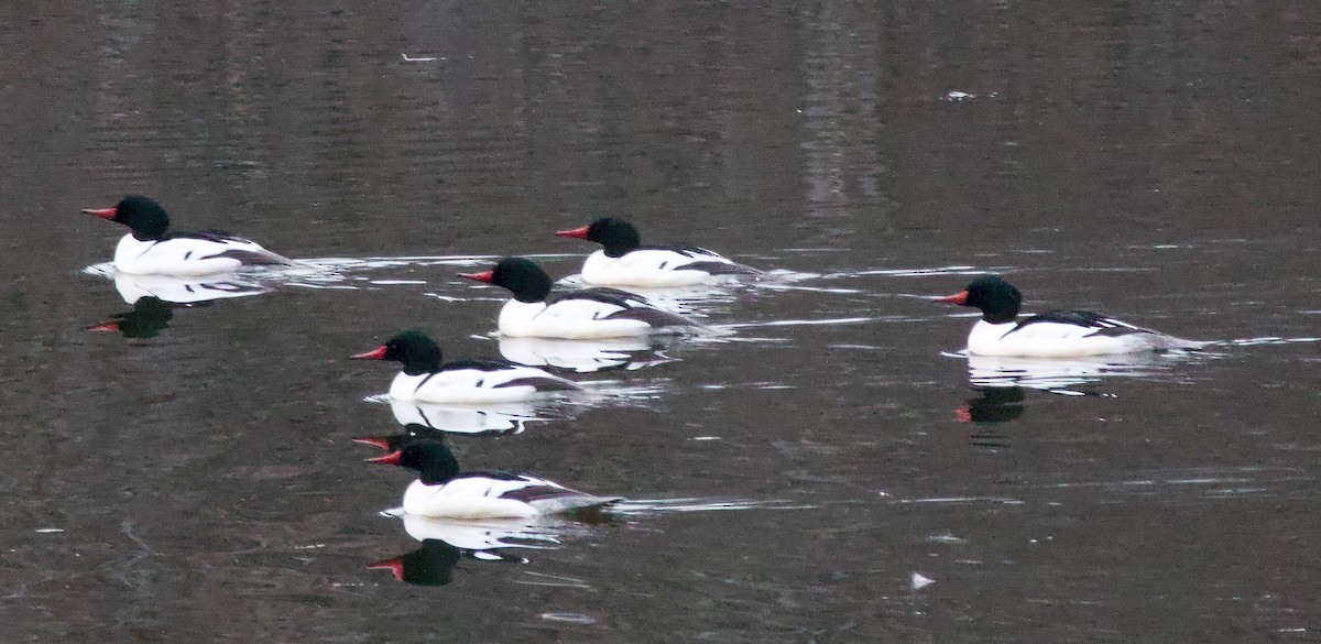 Common Merganser - ML614606459