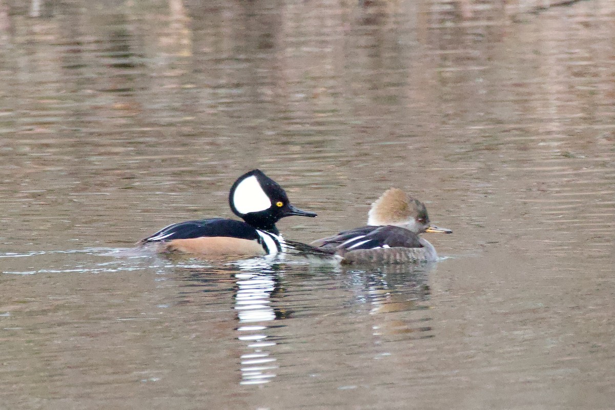 Hooded Merganser - ML614606494