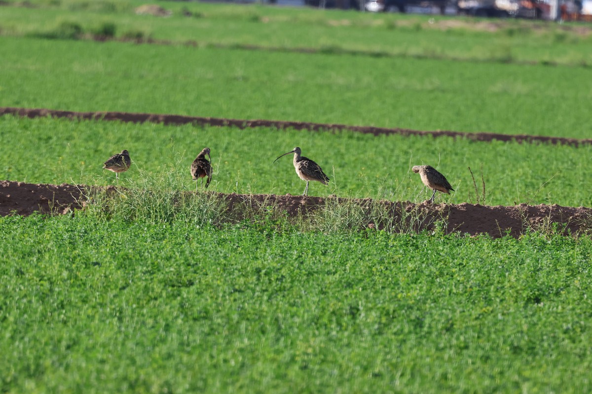 Long-billed Curlew - Tim Ward